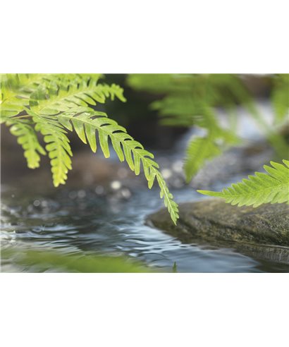 PHOTOMURAL ALONG THE RIVER